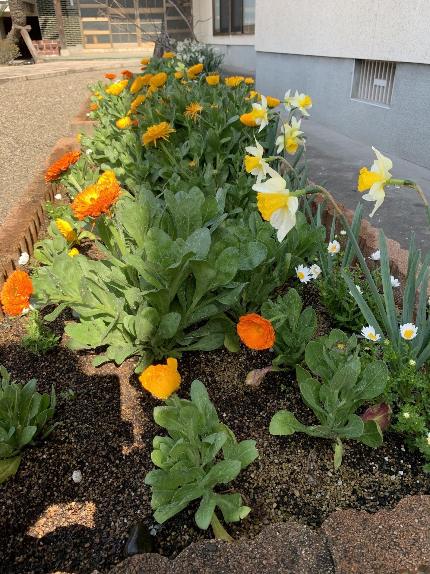 「みんなの花壇」に春のお花が咲きました。坊守さんが「ご門徒有縁の皆さんに気持ちよくお参りしていただきたい」と気をつけて季節のお花を植え替えしています。どうぞ見に来てください！