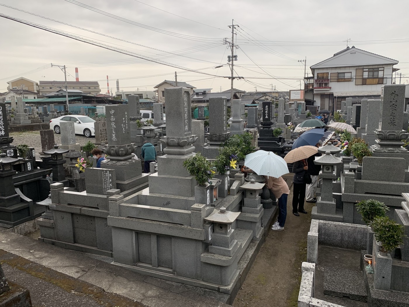 お彼岸のお中日に円光寺墓地でお勤めしました。傘の花がたくさん咲きました。(2021.3.20.7:30)