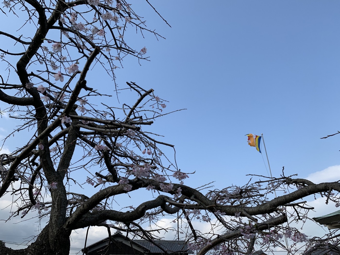 仏旗はためく強風の中を桜の花のいのちを精いっぱい生きています