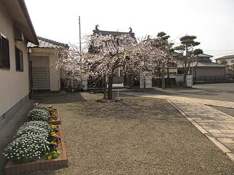 玄関から望むしだれ桜。みんなの花壇のお花もきれいです