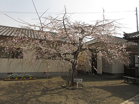 しだれ桜の正面、花札が見えます