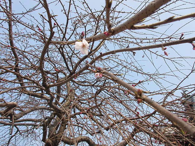 3月30日(木)午後3時、開花宣言いたします