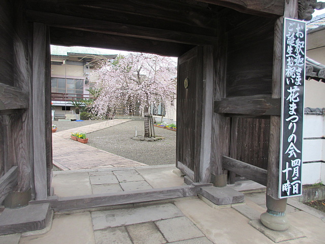 山門から境内の桜を望む