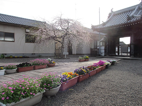 プランターのお花も今日で見納め