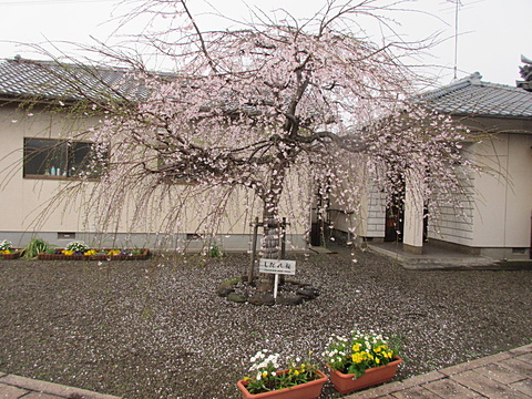 桜も散り始めました