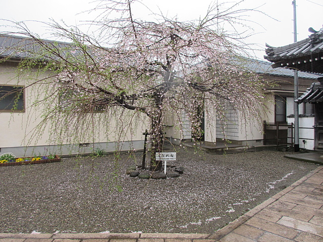 11日(火)午前10時／桜の水たまりができています