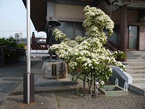 親鸞聖人尊像の前に山法師のお花です