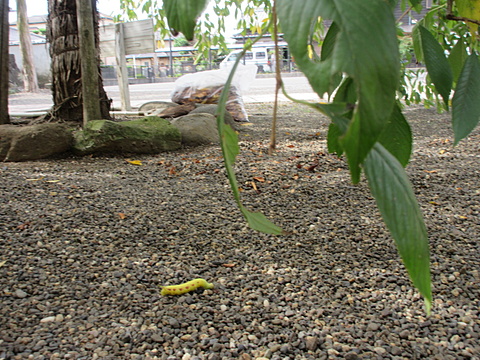 しだれ桜の周りをイモムシがゆうゆうと散歩してます