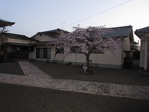 境内のしだれ桜