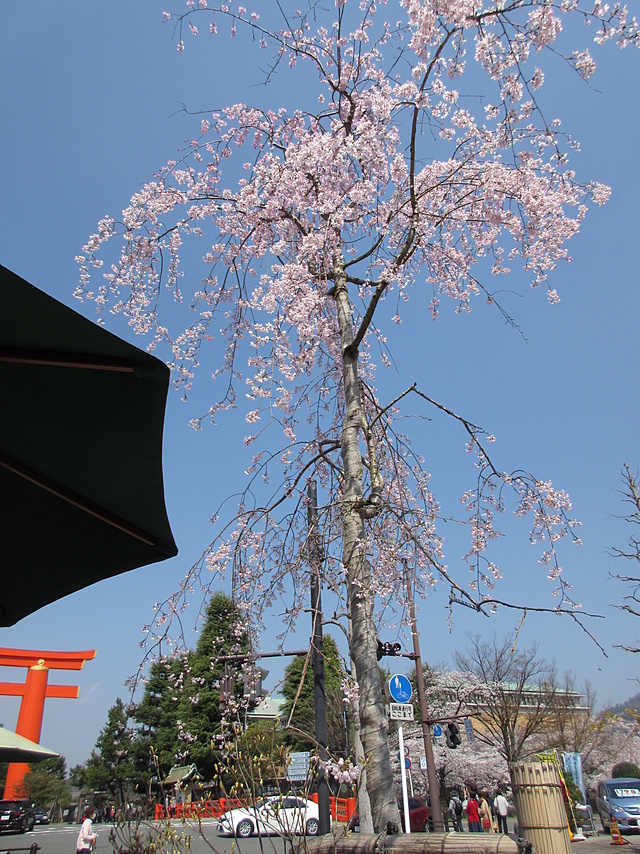 缶ビール片手に桜を見上げて