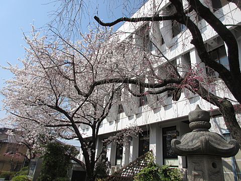 ご本山のお隣り興正会館の桜です