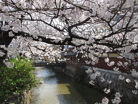 祇園白川の流れに沿って