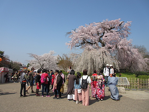 円山公園のしだれ桜