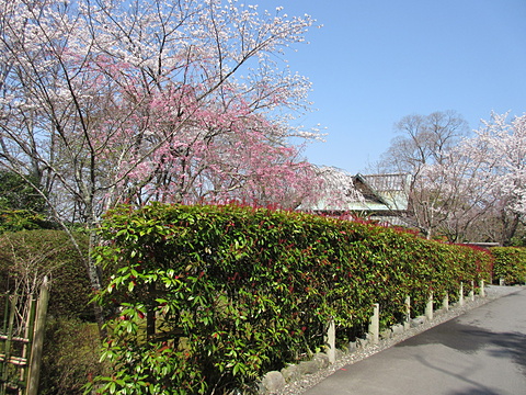 円山公園奥に上って