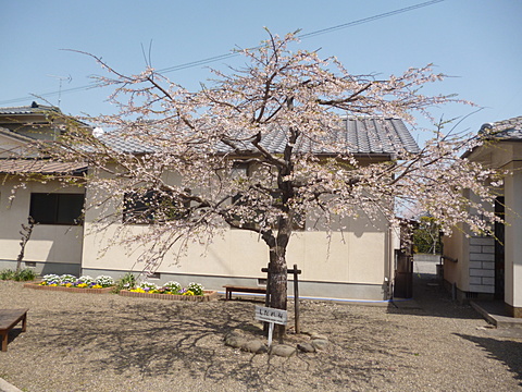 穏やかな青空の下ひらひらと散ってゆきます