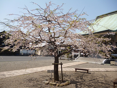 散る桜 残る桜も 散る桜