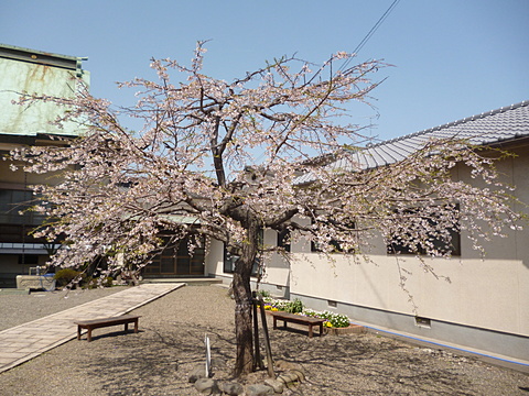 花びらは散っても 花は散らない