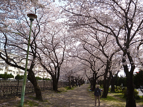 桜のトンネル