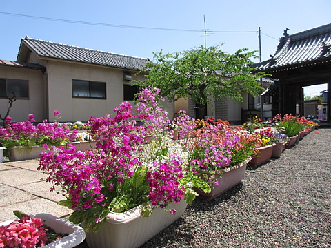 光あふれて桜の新緑もいいです