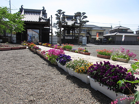 15日(日)まで境内をお花で飾ります