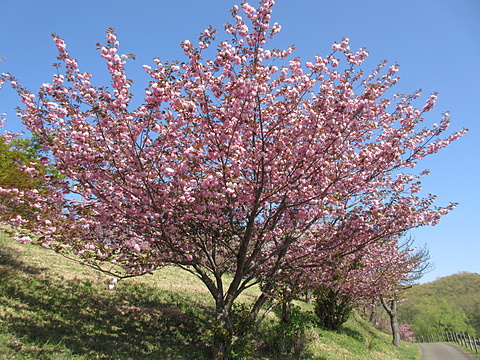 青空に牡丹桜が映えます