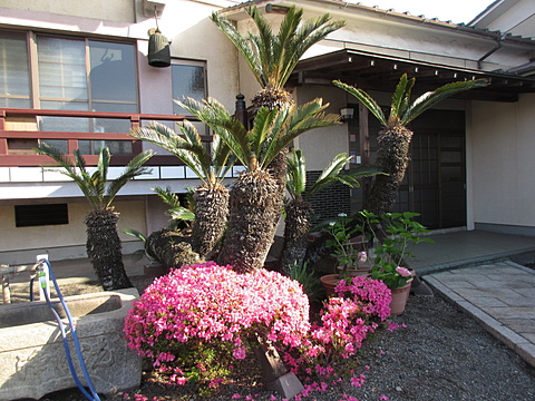 玄関前のソテツとさつきの花