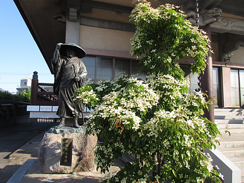 本堂前の親鸞聖人御尊像とやまぼうしの花